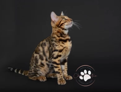 Louie Bengal