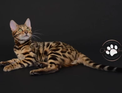 Louie Bengal