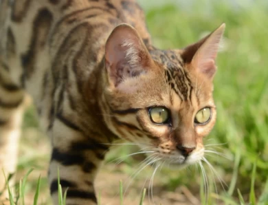 Klein Bengal