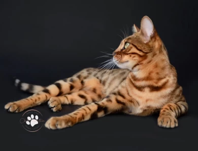 Klein Bengal