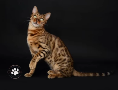 Klein Bengal