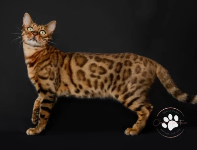 Klein Bengal