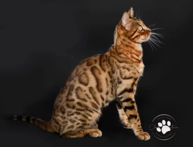 Klein Bengal