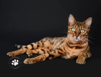 Klein Bengal