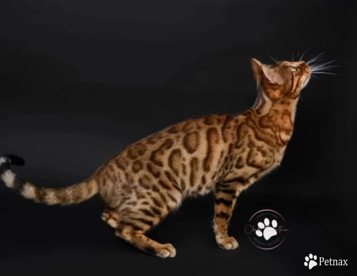 Klein Bengal