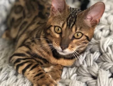 Vera Bengal