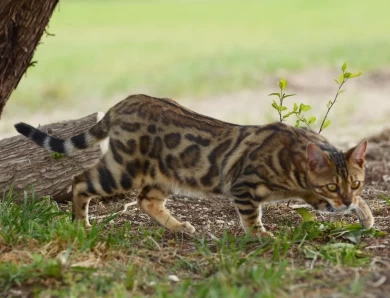 Vera Bengal