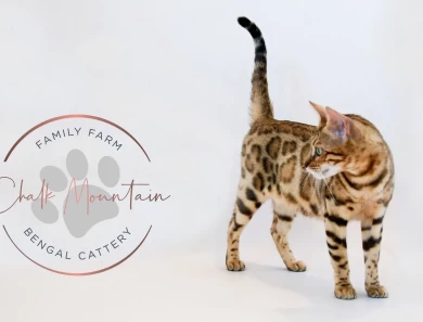 Juno Bengal