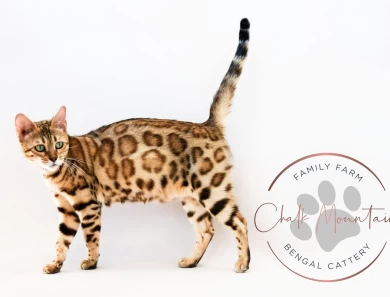 Juno Bengal