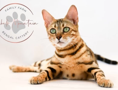 Juno Bengal