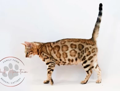 Juno Bengal