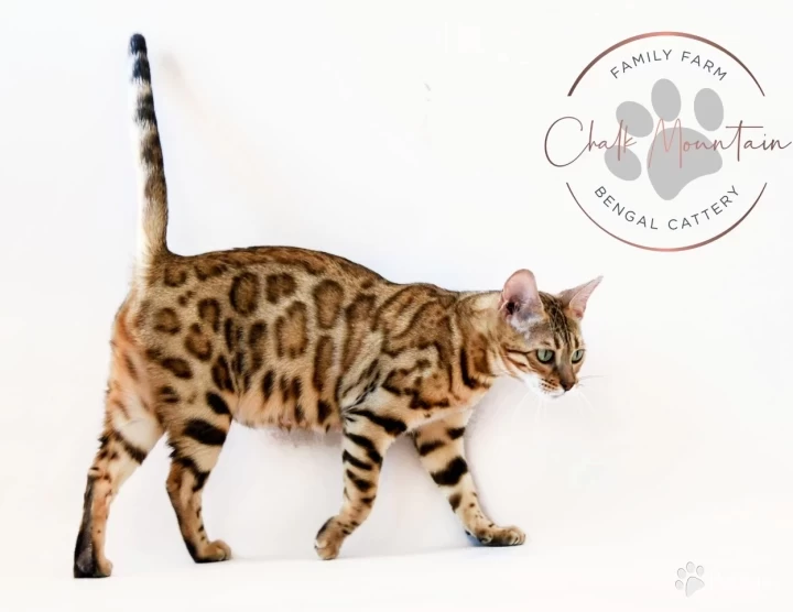 Juno Bengal