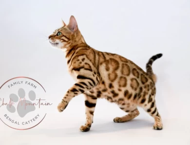 Juno Bengal