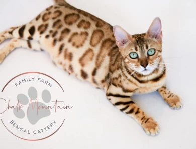 Juno Bengal