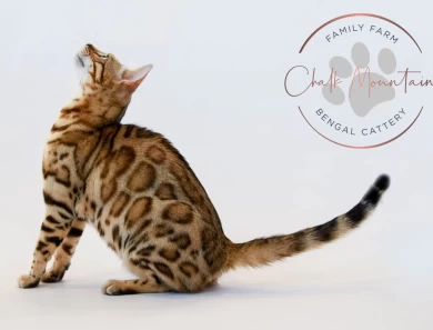 Juno Bengal