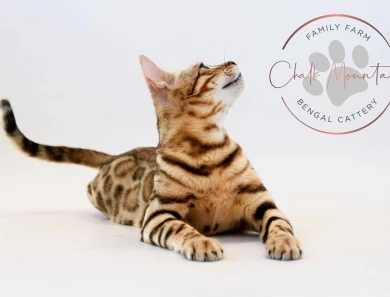 Juno Bengal