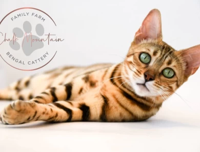 Juno Bengal