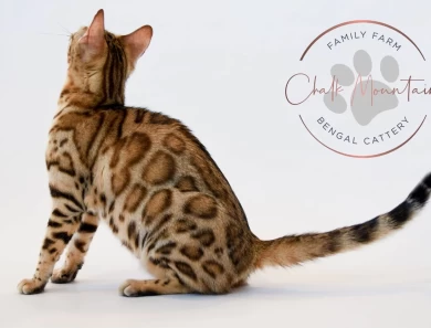 Juno Bengal