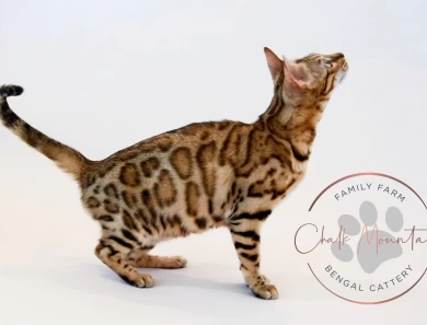 Juno Bengal