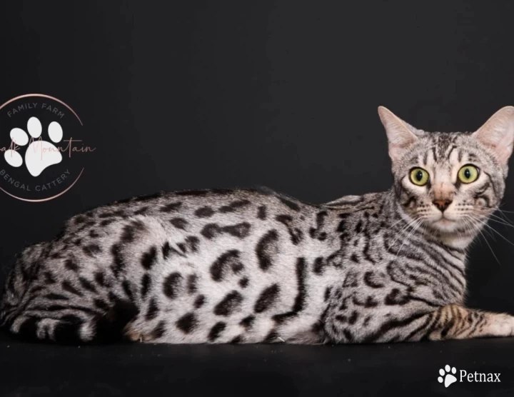 Star Bengal