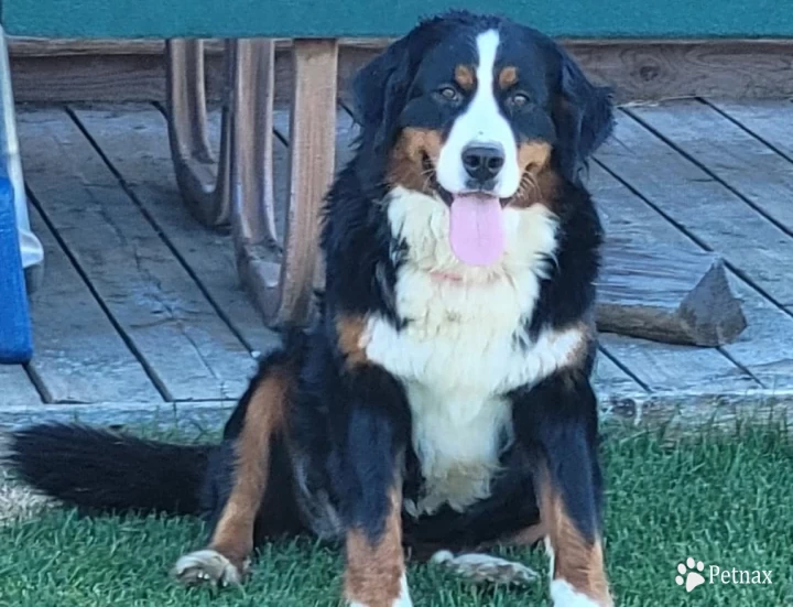 Georgie Bernese Mountain Dog