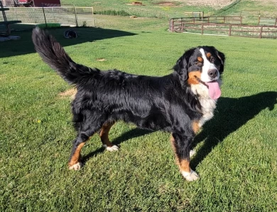 Georgie Bernese Mountain Dog