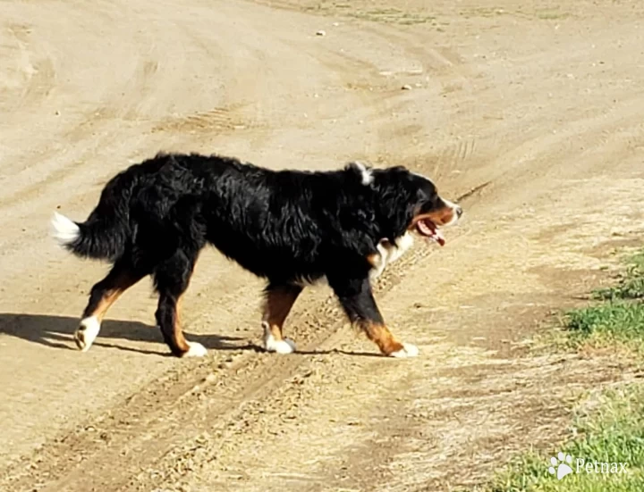 Dagger Bernese Mountain Dog