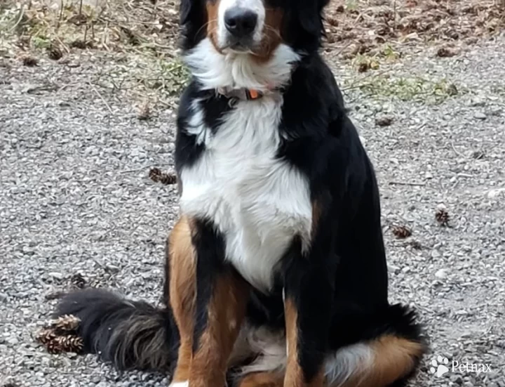 Aspen Bernese Mountain Dog