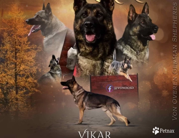 Vikar von Pedor-Stok German Shepherd