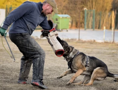 Vikar von Pedor-Stok German Shepherd