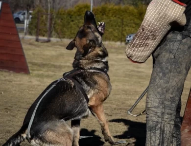 Vikar von Pedor-Stok German Shepherd