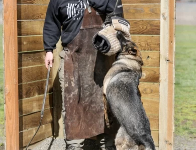 Vikar von Pedor-Stok German Shepherd