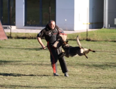 Vikar von Pedor-Stok German Shepherd