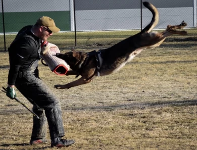 Vikar von Pedor-Stok German Shepherd