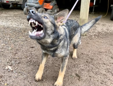 Dakini Von Cluskey German Shepherd