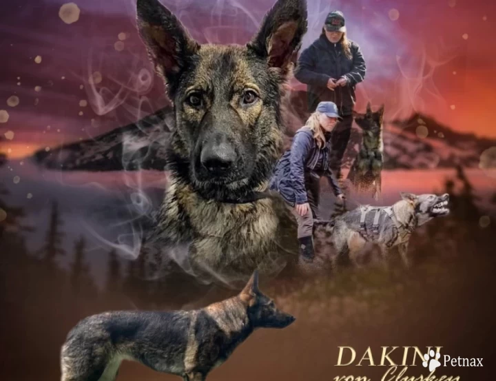 Dakini Von Cluskey German Shepherd