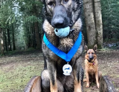 Dakini Von Cluskey German Shepherd