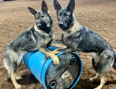 Dakini Von Cluskey German Shepherd