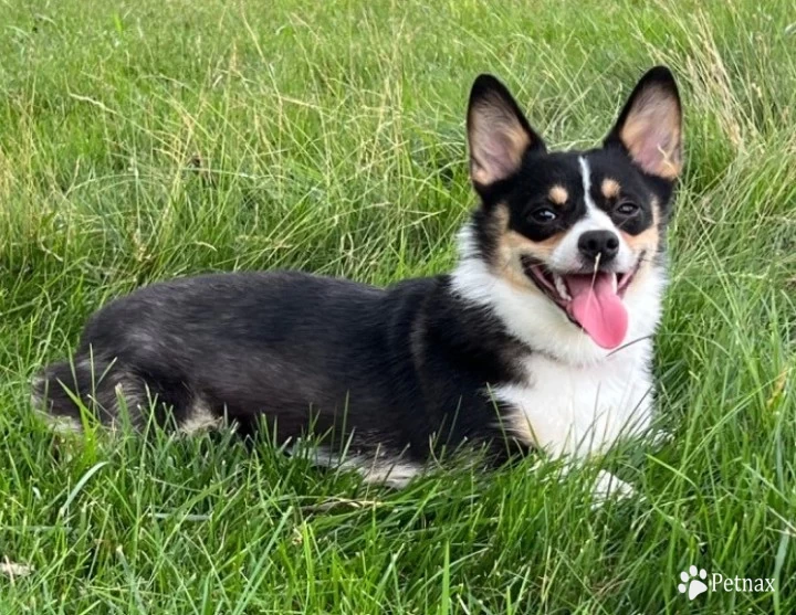 Koi Pembroke Welsh Corgi