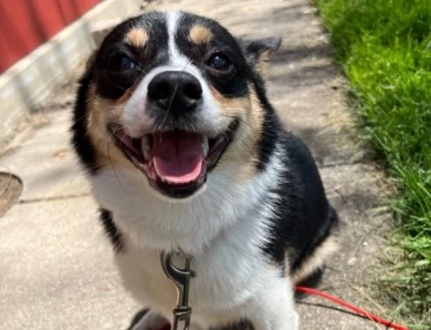 Koi Pembroke Welsh Corgi