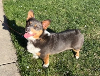 Wasabi Pembroke Welsh Corgi