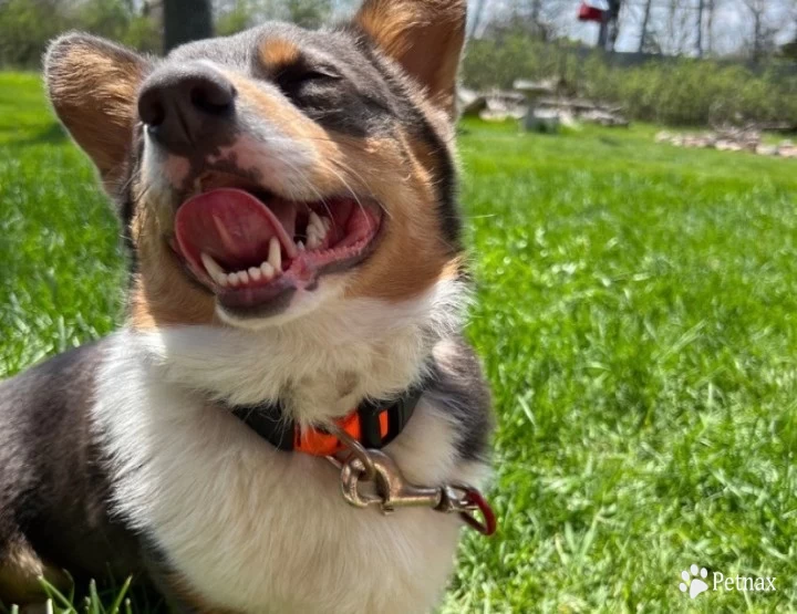 Wasabi Pembroke Welsh Corgi