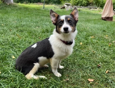 Muffin Pembroke Welsh Corgi