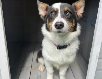 Muffin Pembroke Welsh Corgi