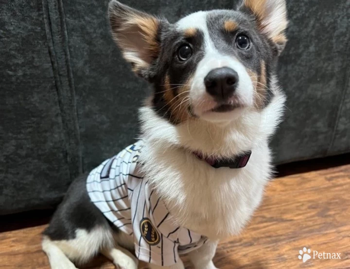 Muffin Pembroke Welsh Corgi