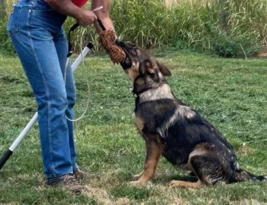 Neall German Shepherd