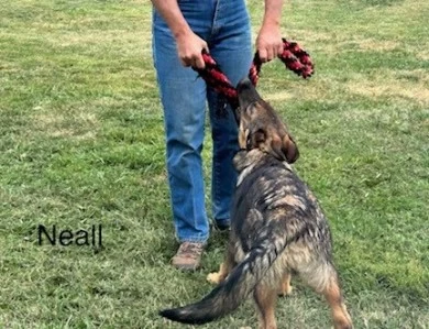 Neall German Shepherd