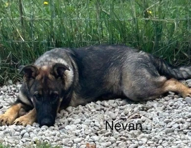Nevan German Shepherd