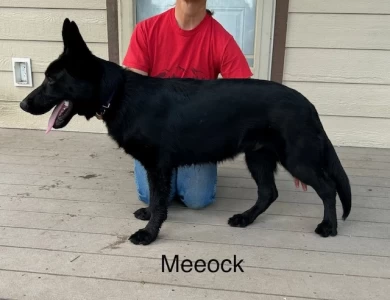Meeock German Shepherd