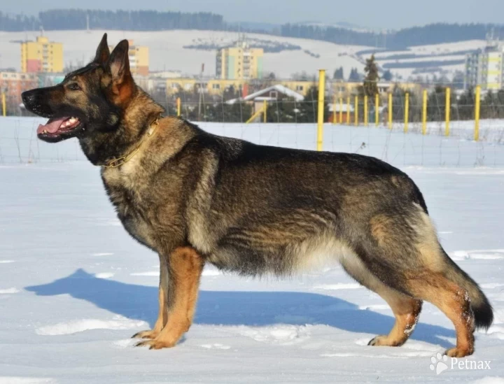 July Cevaro German Shepherd